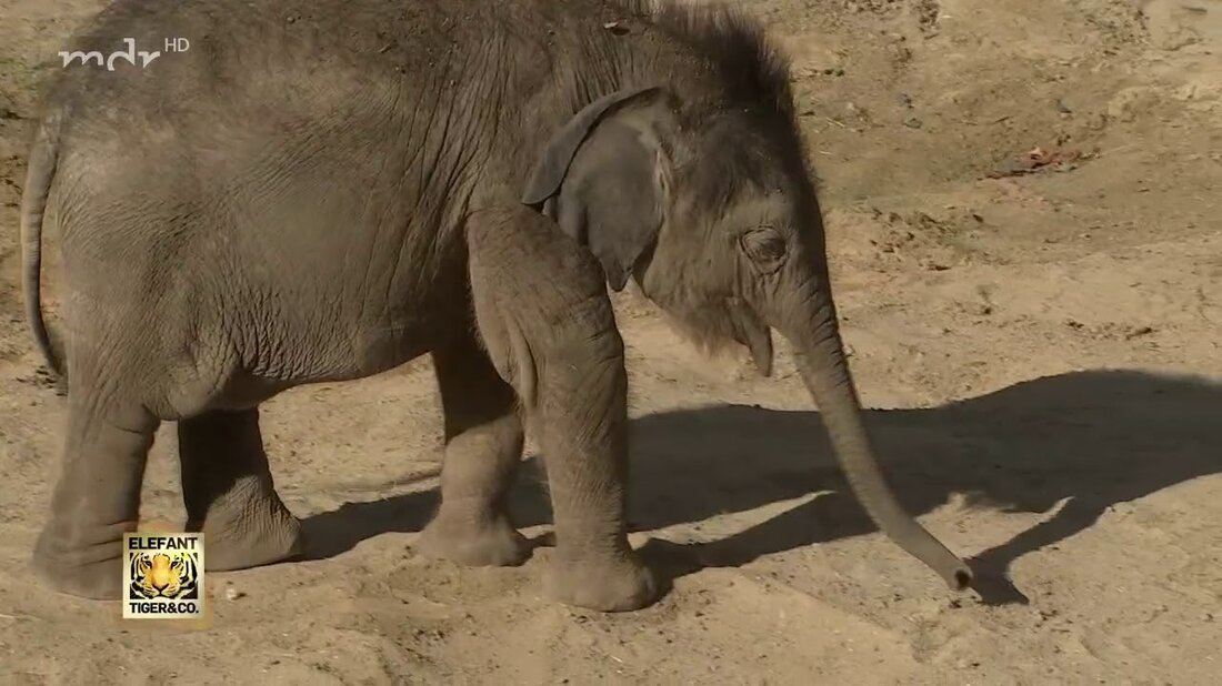 Im Leipziger Zoo lernen sich die beiden Elefantenbullen erstmals ohne Barrieren kennen. Die Hoffnung: Das große Voi Nam soll mit dem kleinen Ben Long mehr Ruhe in die Gruppe bringen, die Leipziger Elefantenherde wächst immer mehr zusammen. https://www.mdr.de/elefanttigerundco/index.html https://www.facebook.com/elefanttigerundco/. Youtube-Link