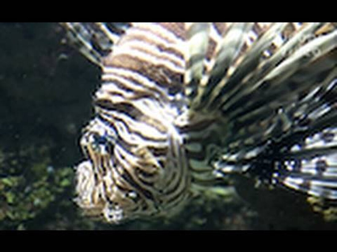 Ein Besuch im Zoo Leipzig mit seinen schönen Aquarien. Ein Besuch im Aquarium/Aquarium im Zoo Leipzig. Bitte in HD anschauen! . Youtube-Link