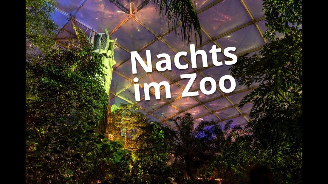 Magisches tropisches Leuchten im Leipziger Zoo. Nach Einbruch der Dunkelheit wurde das Gondwanaland im Februar beleuchtet. Bei 26 ° C können Sie dem kalten Winterwetter entkommen und nachts durch den bunt beleuchteten tropischen Regenwald schlendern. Da es im Allgemeinen sehr dunkel war, musste man sehr genau hinschauen, um die zahlreichen Tiere wie Fledermäuse, Faultiere und einen schlafenden Tapir zu entdecken. Früher war es eine andere Art von Zoobesuch mit einem Lichterfest. Der Leipziger Zoo liegt nordwestlich des Stadtzentrums und ist bequem mit der Straßenbahnlinie 12, mit dem Auto oder zu Fuß vom Hauptbahnhof aus zu erreichen. Die tropische Halle Gondwanaland …