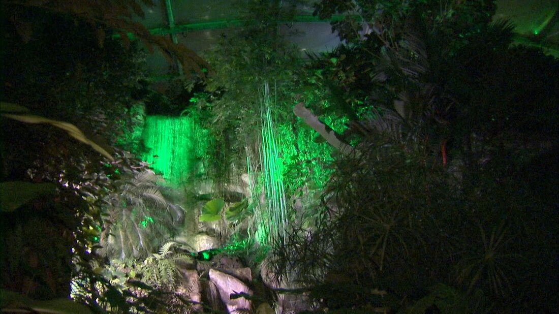 Tropische Lichter in Leipzig! Michael Ernst geht in der tropischen Nacht im Leipziger Zoo auf Tour. Er will sehen, wie die Bewohner von Gondwanaland mit dem Lichtspektakel umgehen. Der Tierpfleger mag die Atmosphäre sehr. Und Tapire, Totenkopfäffchen & Co. scheinen die Lichter nicht zu stören. https://www.mdr.de/elefanttigerundco/index.html https://www.facebook.com/elefanttigerundco/. Youtube-Link