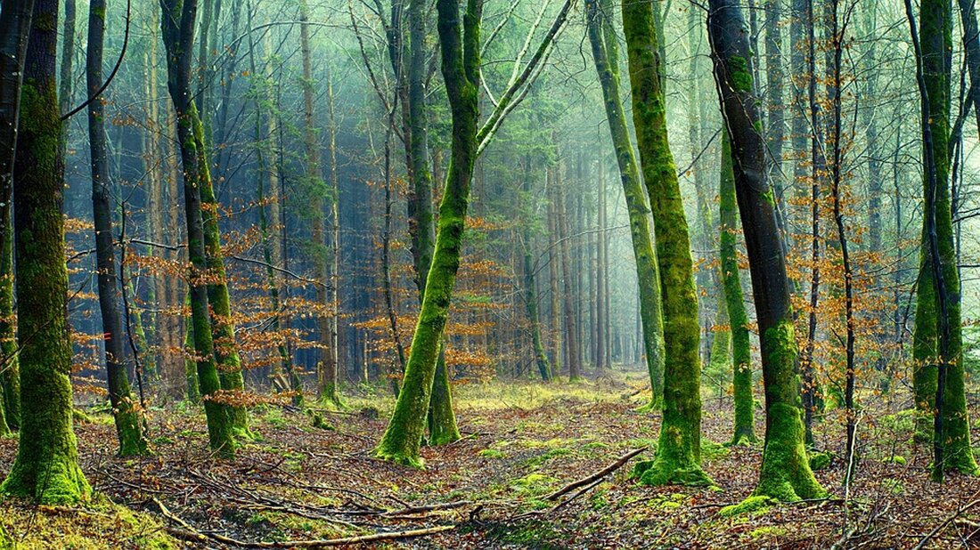 Bei der diesjährigen Verleihung des Umwelt- und Klimapreises Berlin-Mitte im Schul-Umwelt-Zentrum wurden zahlreiche Projekte ausgezeichnet, die sich für Umwelt, Natur und Klimaschutz engagieren. Mit 19 Einreichungen war das Interesse an dem Preis dieses Jahr besonders hoch. Das Spektrum der Projekte reichte von Naturschutz und Gärtnern über Umwelttechnik und Ressourcenschonung bis hin zu künstlerischen Arbeiten. Das Preisgeld von insgesamt 3000 Euro wurde in drei Kategorien vergeben, darunter auch ein Sonderpreis für Artenschutzprojekte. Bezirksstadtrat Christopher Schriner betonte die Bedeutung des Schul- und Umweltzentrums als Ort der Begegnung für Menschen unterschiedlichen Alters, der es ermöglicht, die Natur in der Stadt zu erleben. Er …