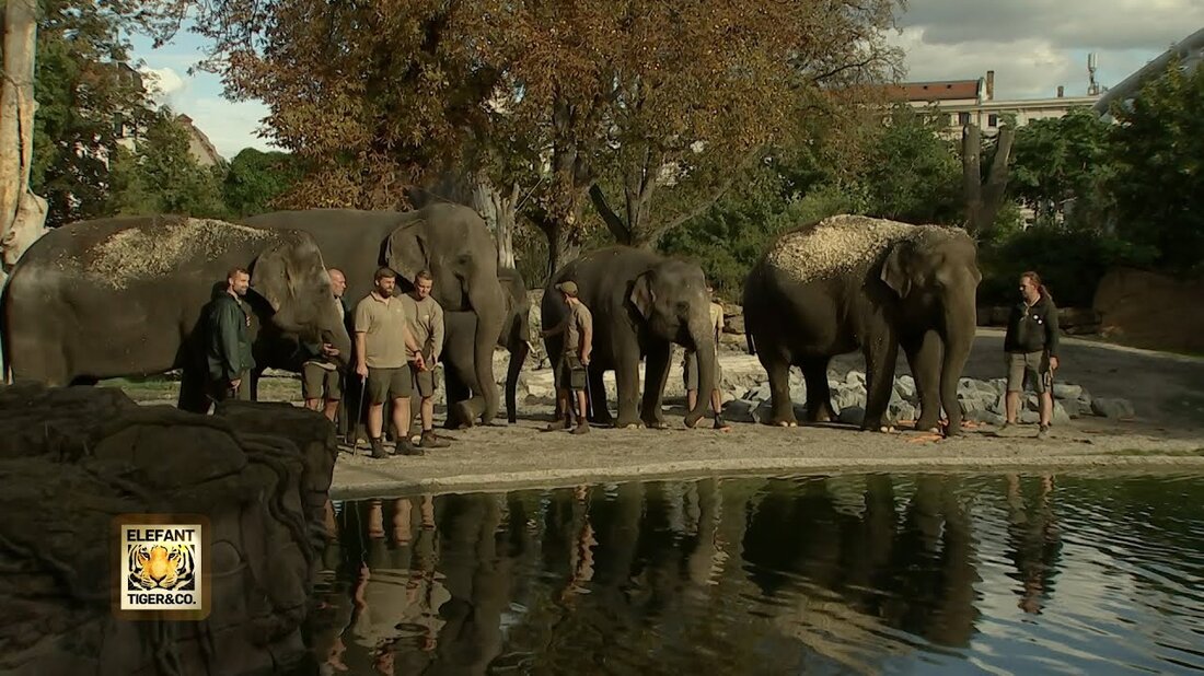 Eine ganze Elefantenfamilie zieht vom Tierpark Berlin in den Zoo Leipzig – die Reise ist eine große Herausforderung für alle Beteiligten… . Youtube-Link
