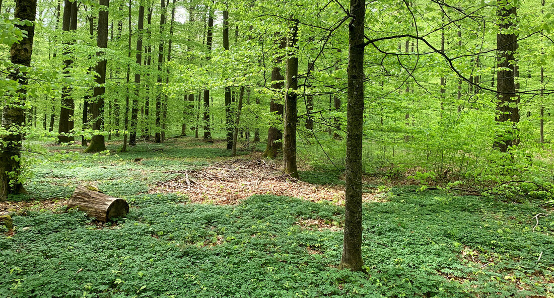 Unionsagrarminister lehnen Naturwiederherstellungsverordnung der EU ab Die Unionsagrarminister haben in einem gemeinsamen Schreiben an die Abgeordneten des Europäischen Parlaments appelliert, die Verordnung zur Wiederherstellung der Natur abzulehnen. Sie betonen, dass die Hauptlast für die Wiederherstellung von Land-, Forst- und Meeresgebieten nicht bei der Land- und Forstwirtschaft liegen darf. Der Minister für Ernährung, Ländlichen Raum und Verbraucherschutz, Peter Hauk, sprach sich in einer Pressemitteilung entschieden gegen den Vorschlag der Kommission der Europäischen Union (EU) aus. Dieser sieht vor, dass Land- und Forstwirte sowie die Fischerei die Hauptlast der Wiederherstellung von Naturgebieten tragen sollen. Hauk betonte, dass dies zu Wettbewerbsnachteilen innerhalb der …