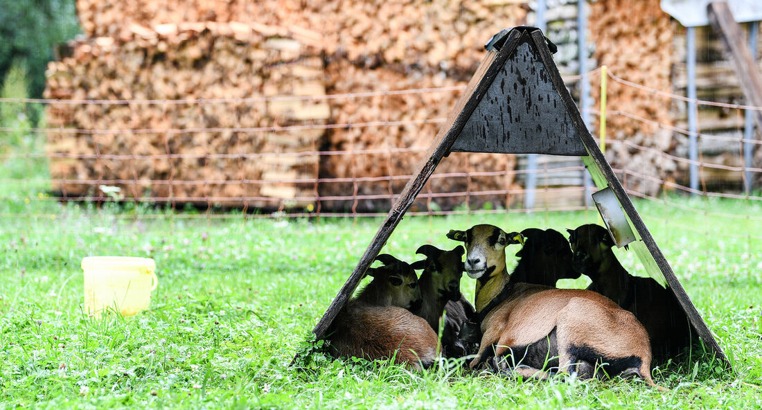 Überschrift: Drei tote Ziegen in Forbach aufgefunden – Mögliche Wolfsattacke wird untersucht Forbach – In der Gemeinde Forbach im Landkreis Rastatt wurden drei tote Ziegen entdeckt. Die genaue Ursache für den Tod der Tiere ist noch nicht bestätigt, jedoch kann ein Wolf als Verursacher nicht ausgeschlossen werden. Die Forstliche Versuchs- und Forschungsanstalt in Freiburg wurde über den Vorfall informiert und hat bereits erste Untersuchungen durchgeführt. Am 27. Oktober 2023 wurden der Forstlichen Versuchs- und Forschungsanstalt (FVA) in Freiburg drei tote Ziegen gemeldet. Der Fundort liegt in der Gemeinde Forbach im Landkreis Rastatt. Um die genaue Ursache für den Tod der …