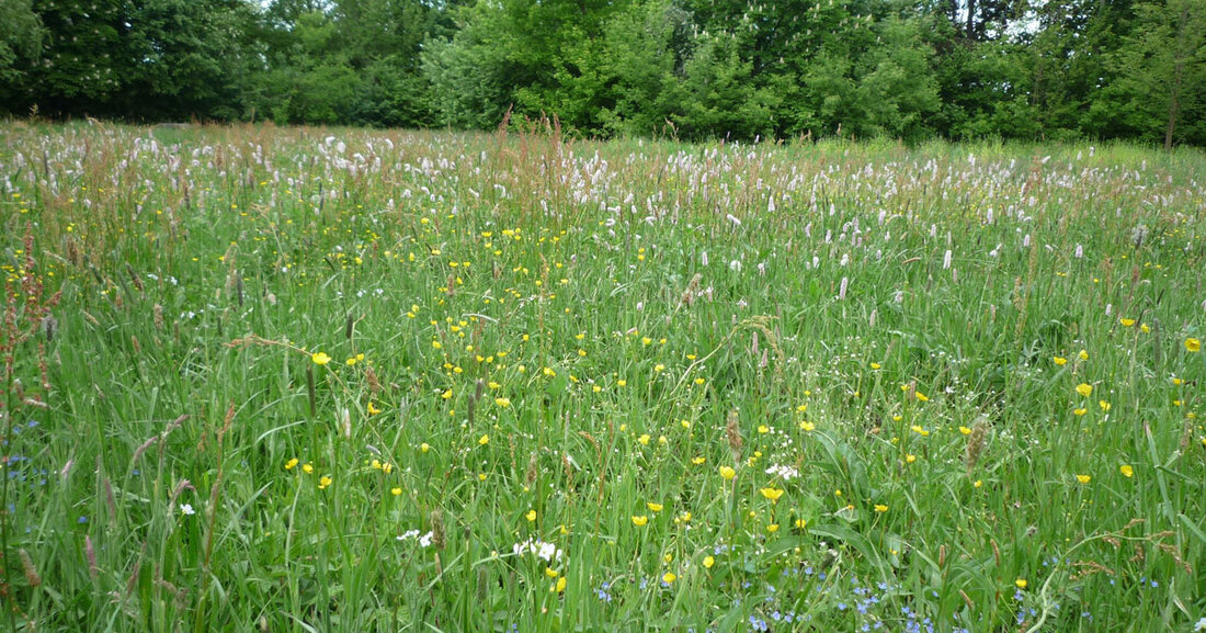 &#8222;Unser Park&#8220; – Vielfalt erleben: Neue Blühwiesen im Stadtgebiet Die aus dem Johannapark bekannten Entwicklungsflächen für Blühwiesen werden künftig häufiger in Leipzig zu sehen sein. © Institut für Vegetationskunde und Landschaftsökologie, Dr. Uta Kleinknecht Zunächst werden die biodiversitätsfördernden Maßnahmen vor Ort fortgesetzt, danach über die zentral gelegene Parkanlage hinaus auf das Stadtgebiet übertragen. Basierend auf den seit 2021 im Johannapark gesammelten Erfahrungen von Stadt und Umweltverbänden werden 20 Rasenflächen zu artenreichen Blühwiesen entwickelt, die nur noch zweimal im Jahr gemäht werden. „Das Aufwachsen der Wiesen wird durch Vegetationsaufnahmen begleitet“, erläutert Rüdiger Dittmar, Leiter des Amtes für Stadtgrün und Gewässer. „Je &hellip;