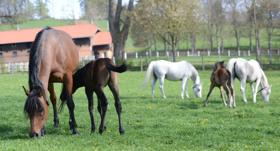Veterinärbehörden stehen regelmäßig vor der Herausforderung, eine geeignete Unterbringung für Pferde zu organisieren, wenn Tiere aufgrund grober Vernachlässigung ihren Besitzern weggenommen werden müssen. Tiere aus Umzügen werden dauernd oder bis zur verwaltungsrechtlichen Klärung des Sachverhalts für den Tierhalter untergebracht. Dies stellt die Behörden insbesondere für Pferde vor eine Herausforderung, da die Pferde nicht wie Hunde oder Katzen im örtlichen Tierheim untergebracht werden können. Dadurch entstehen für die Tierhalter nicht unerhebliche Kosten, die sie sich oft nicht leisten können, und die Landkreise müssen die Unterbringungskosten tragen. Einer Abschiebung gehen in vielen Fällen menschliche Schicksale voraus. Menschen, die aufgrund von Krankheit oder …