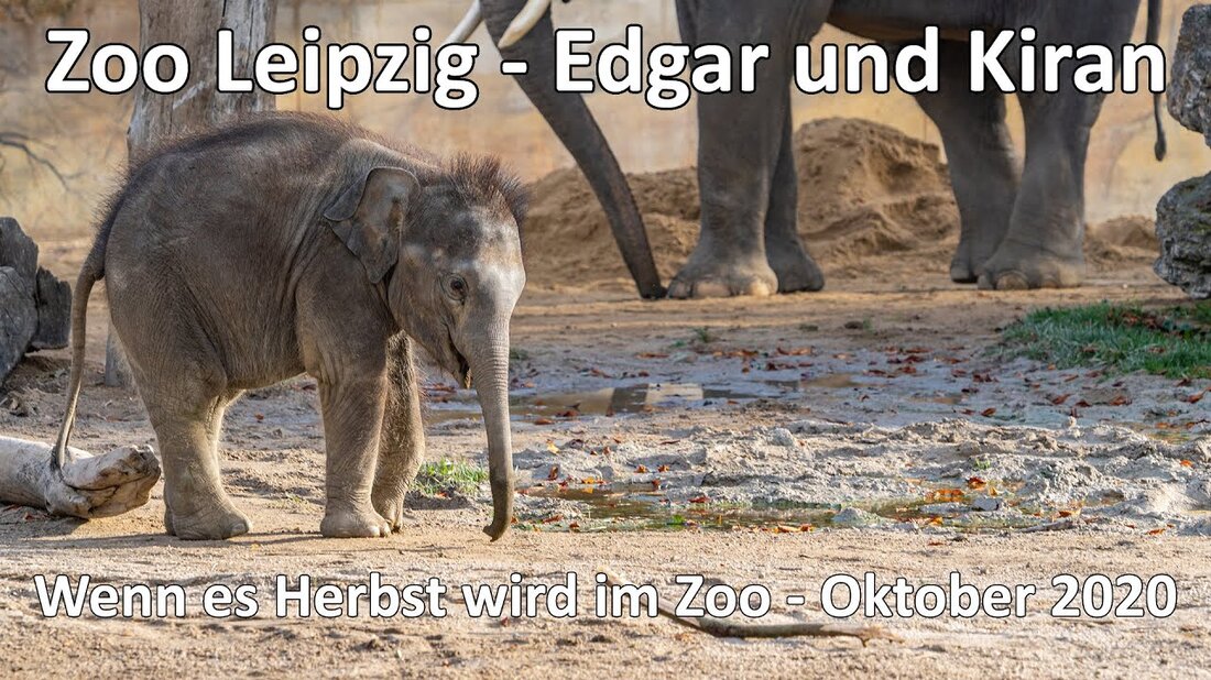 Heute bringe ich mich wieder in den Leipziger Zoo. Wir haben die neuen Elefanten aus Berlin besucht. Wir hatten wieder wundervolle Stunden im Leipziger Zoo. Das komplette Video wurde mit der GoPro Hero 9 Black mit den folgenden Einstellungen aufgenommen: 5k / 30 – Flat – Bitrate hoch – Linear / Horizon Lev. – Boost Alle Fotos wurden mit der Sony A6600 und der Sony SEL70-300G aufgenommen. Hinterlasse ein „Gefällt mir“ und einen schönen Kommentar, wenn dir das Video gefallen hat. #Zoo #Zooleipzig #Leipzig #Kiran #Edgar # Katzenbär #Elefant #Giraffe Wenn Ihnen das Video gefallen hat, lassen Sie einen Daumen …