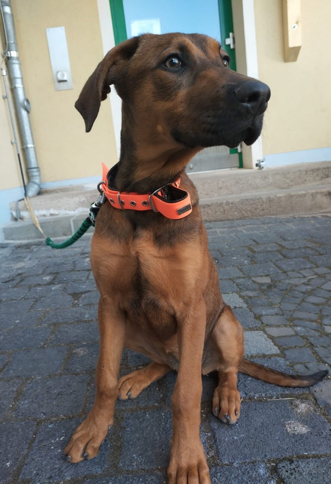 Die LPI Nordhausen sucht Zeugen zu einem ausgesetzten Hund. Wer kennt die junge, zutrauliche Mischlingshündin? Hinweise erwünscht!