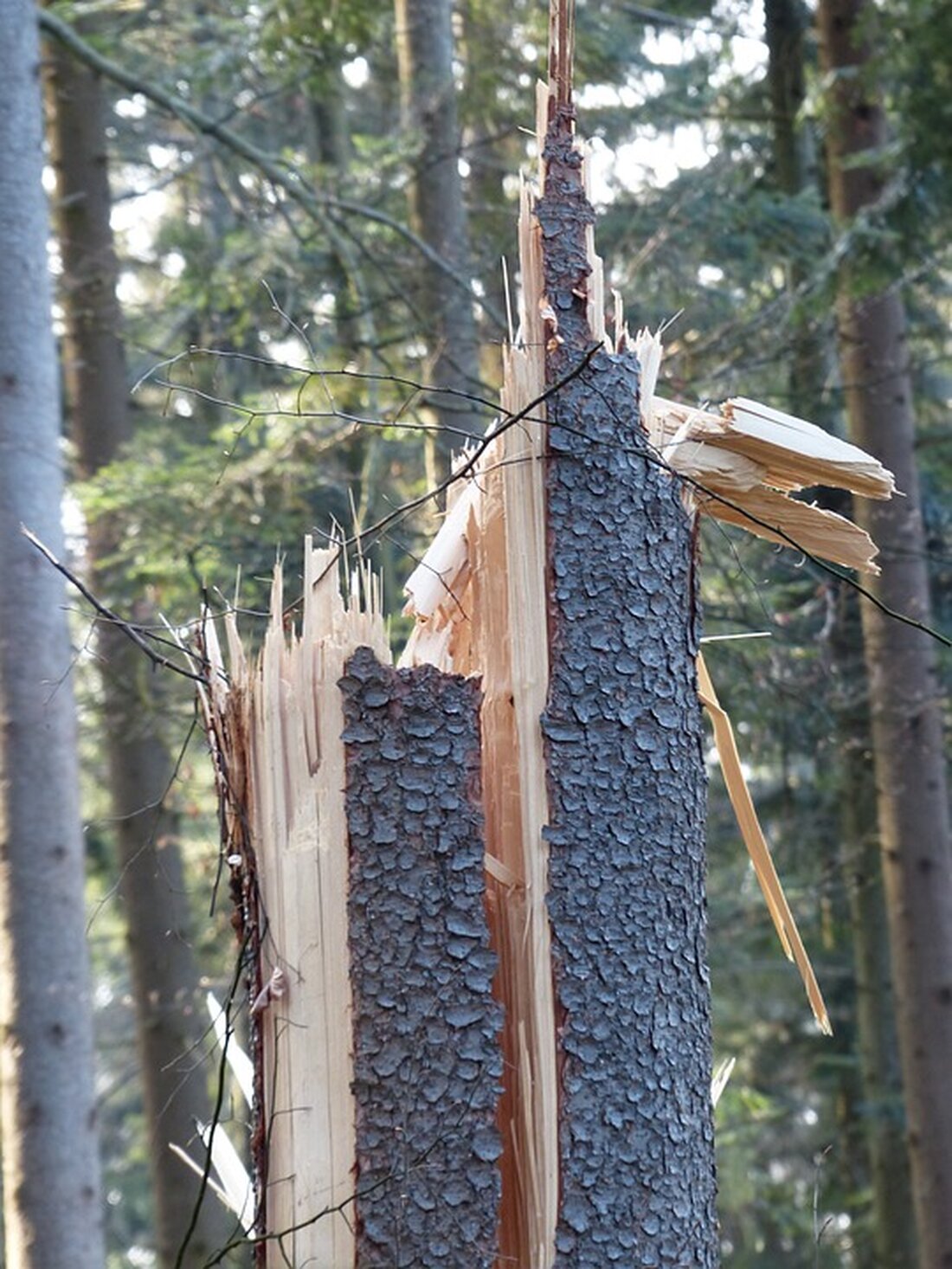 Unwetterschäden im Stadtpark In Delitzsch liegen nach den Unwettern immer noch abgebrochene Äste und Bäumen auf öffentlichen Grünflächen. Die Mitnahme ist dennoch verboten, betont die Stadt. Delitzsch. Die Unwetter sind bereits Wochen her, doch noch immer finden sich in Delitzsch Stellen mit abgebrochenen Ästen und umgefallenen Bäumen. Dass sie rumliegen, heißt aber nicht, dass man sie mitnehmen darf. Die Stadtverwaltung betont, dass die Entnahme von Totholz und Astbruch im Stadtpark und auf anderen öffentlichen Flächen nicht gestattet ist. Zuwiderhandlungen werden geahndet, es drohen Bußgelder je nach Schwere des Falls. Servicegesellschaft räumt in Delitzsch weiter auf Abgebrochene Äste und umgefallene Bäume &hellip;