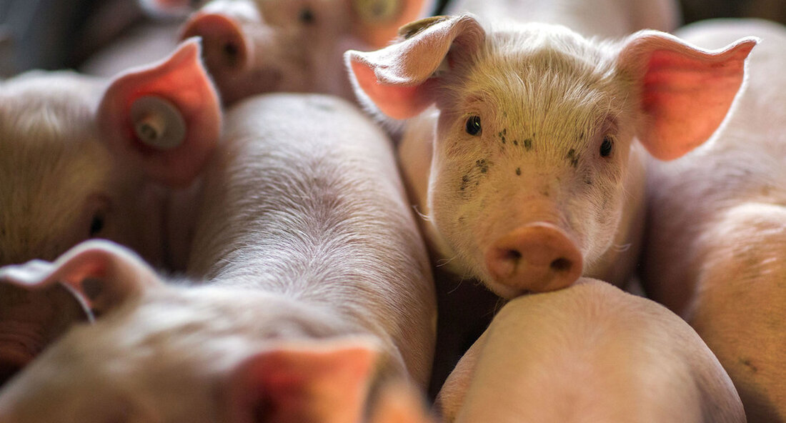 In einer Schweinefarm im Landkreis Rottweil wurden nicht nachhaltige Bedingungen festgestellt. Das Unternehmen wurde geschlossen. Die Umstände müssen nun so schnell wie möglich geklärt werden. Letzte Woche teilte das Bezirksamt Rottweil Zum ersten Mal teilte das Ministerium für ländliche Gebiete und Verbraucherschutz mit, dass in einer Schweinefarm nicht nachhaltige Bedingungen festgestellt wurden. Die Kündigung erfolgte unter anderem durch ein Medienorgan. „Am vergangenen Freitag wurden die Operationen von den lokalen Behörden, dem Regionalrat, dem Ministerium und der Polizei überprüft. Die Situation auf dem Hof erforderte ein sofortiges Eingreifen der Behörden. Aufgrund der festgestellten Mängel sind die Behörden der Ansicht, dass eine …