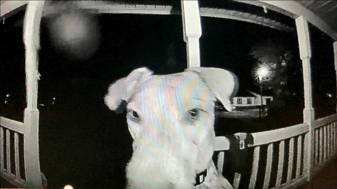 Ein Ehepaar in Greenville, South Carolina, Mary Lynn Whitacre und Ryan, bemerkte, dass ihr 18 Monate alter Hund Rajah von dem Feuerwerk erschreckt worden war und aus ihrem Hinterhof geflohen war. Da ihr Hund so schnell war, konnten sie nicht wissen, wie weit sie entfernt sein würde. Das Paar suchte 7 Stunden lang nach ihrem Hund, konnte sie aber nicht finden und machte sich große Sorgen. „Ryan und ich flippten aus und wir fühlten uns wirklich hilflos“, sagte Mary. Gegen 3 Uhr morgens wachte die Familie durch das Klingeln an der Tür auf. Es stellte sich heraus, dass Rajah auf …