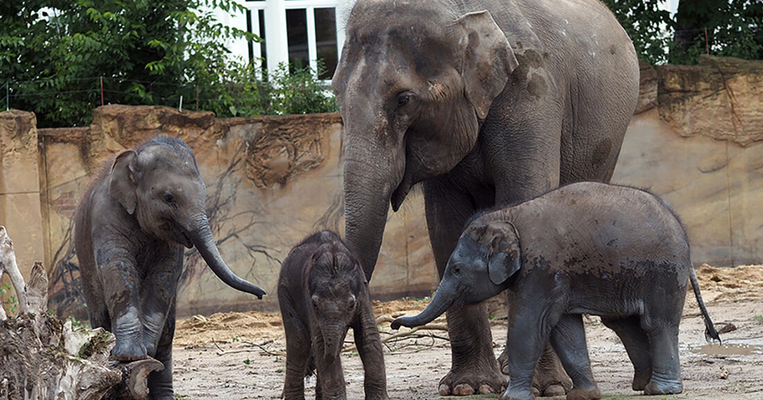 Vierfacher Elefantennachwuchs sorgt für spannende Entdeckertage im Zoo Der Zoo Leipzig veranstaltet am 12. und 13. August 2023 die Entdeckertage Elefanten. Besucher haben die Möglichkeit, die vier Elefantenkälber und ihren Alltag im Elefantentempel kennenzulernen. Besonders interessant sind die niedlichen Einblicke in das Leben der Tiere, darunter das erst kürzlich im Juli 2023 geborene Elefantenkalb Rani. Die Entdeckertage Elefanten bieten ein abwechslungsreiches Programm rund um die Asiatischen Elefanten. Neben Kommentierungen und Infoständen können Besucher auch an Elefantenbädern teilnehmen und Einblicke in das tägliche Training der Tiere erhalten. Während des Wochenendes haben Besucher die Möglichkeit, mehr über die Pflege und das Handling …