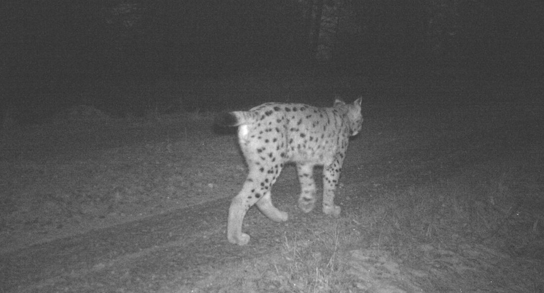 Ein weiterer Luchs hat sich in Baden-Württemberg niedergelassen. Das Männchen mit dem wissenschaftlichen Namen B723 wurde in den letzten Monaten in der Gemeinde Konstanz erneut fotografiert. „Nach allem, was wir derzeit wissen, hat sich ein weiterer Luchs bei uns in Baden-Württemberg niedergelassen. Nachdem im Januar 2020 im Landkreis Konstanz erstmals Hinweise auf einen Luchs vorlagen, wurde der Mann mit dem wissenschaftlichen Namen B723 Ende September in der Gemeinde Rielasingen-Worblingen und Ende Oktober bei Öhningen erneut fotografiert. Luchs sind geheime, selten beobachtete und vor allem faszinierende Tiere. Umso mehr freut es mich, dass wir jetzt einen vierten Luchs in Baden-Württemberg haben …
