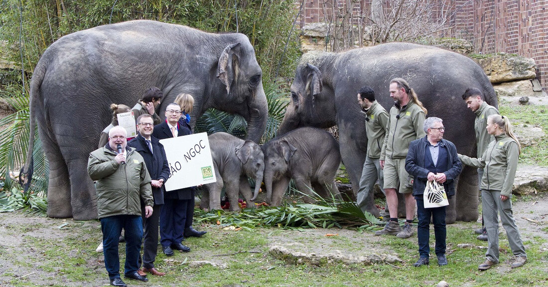 Vietnamesischer Botschafter verleiht Thuzas Tochter bedeutungsvollen Namen Bào Ngoc heißt die fünf Wochen alte Tochter der beiden Elefanten Thuza und Voi Nam im Zoo Leipzig. Das am 20. Dezember 2022 geborene Elefantenjungtier hat am 2. Februar 2023 im Beisein des vietnamesischen Botschafters Vu Quang Minh und dessen Frau Nguyen Minh Hanh seinen Namen erhalten. © Zoo Leipzig Der Botschafter hat den von ihm vorgeschlagenen Namen, der Kostbarer Juwel bedeutet, für den Elefantennachwuchs selbst enthüllt und die Patenschaft für das jüngste Herdenmitglied übernommen. Auch Finanzbürgermeister Torsten Bonew und Kulturbürgermeisterin Dr. Skadi Jennicke wohnten der Zeremonie zur Enthüllung des Namens bei. Das &hellip;