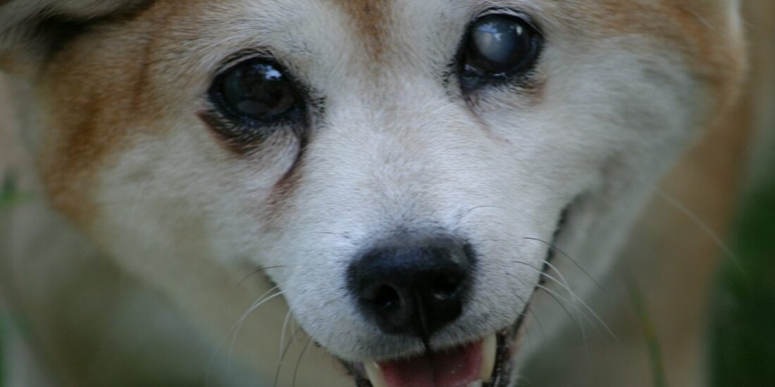 Vitalik Buterin hat 2 Billionen SHIBA INU-Token im Wert von über 40 Millionen US-Dollar von Uniswap überwiesen. Shiba ist in den letzten Stunden um über 30% gefallen Die Crypto-Community erwachte zu einem blutenden Markt, in dem Bitcoin und Binance Coin einen beträchtlichen Teil ihres Wertes verloren. Diese Spitzenmünzen verblassen jedoch im Vergleich zu SHIBA INU, Akita Inu und Dogelon Mars, bei denen massive Tropfen zu verzeichnen waren. Vitalik Buterin, der Mitbegründer von Ethereum, ist der Hauptschuldige, der 2 Billionen SHIBA INU-Token im Wert von über 40 Millionen US-Dollar von Uniswap überwiesen hat. SHIBA INU ist in den letzten Stunden um …