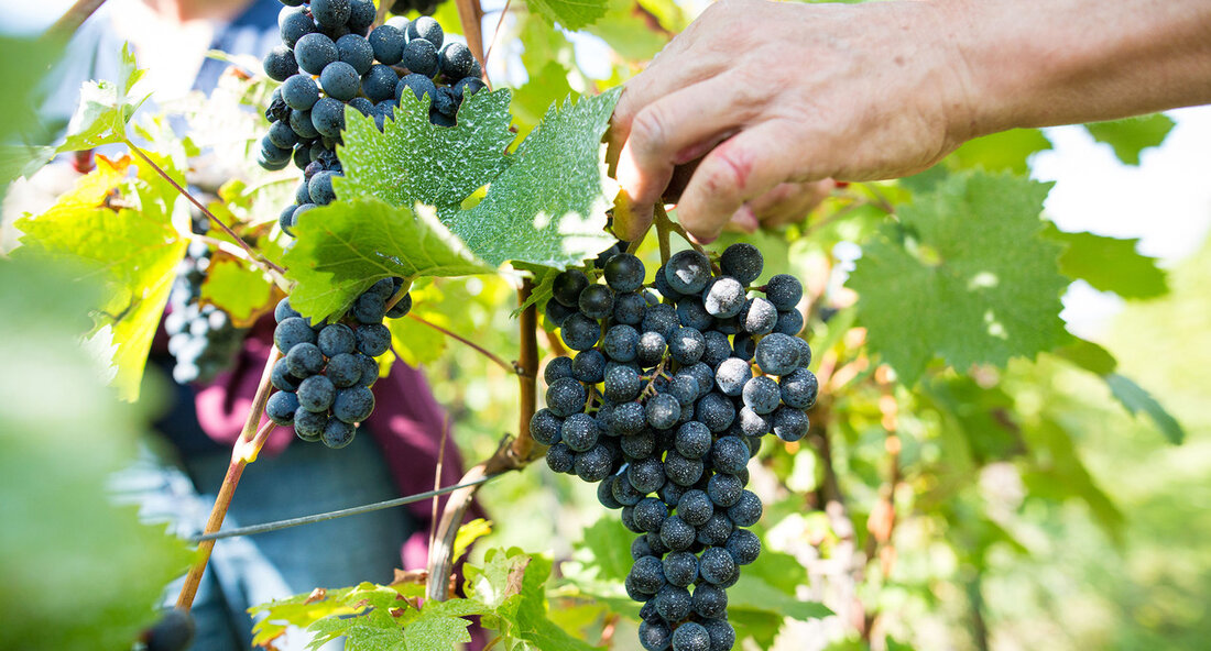 Minister Hauk besucht Herbstpressekonferenz des Weinbauverbandes Baden: Unterstützung für Weinbau in herausfordernden Zeiten Vogtsburg-Bischoffingen — Der Minister für Ernährung, Ländlichen Raum und Verbraucherschutz, Peter Hauk, hat am vergangenen Freitag die Herbstpressekonferenz des Weinbauverbandes Baden besucht. Im Fokus der Veranstaltung stand die Unterstützung der Weinbaubranche in Baden-Württemberg, die sich in einer zunehmend wettbewerbsintensiven Marktsituation behaupten muss. Angesichts sinkender Konsumzahlen und den Herausforderungen des Klimawandels betonte Hauk die Dringlichkeit strategischer Maßnahmen zur Sicherung der Wettbewerbsfähigkeit der Branche. „Wir möchten die Weinbranche stärken, damit sie sich im harten internationalen Wettbewerb behaupten kann. Dazu gehört die Erschließung neuer Märkte sowie die Entwicklung innovativer Weinbauprodukte“, …
