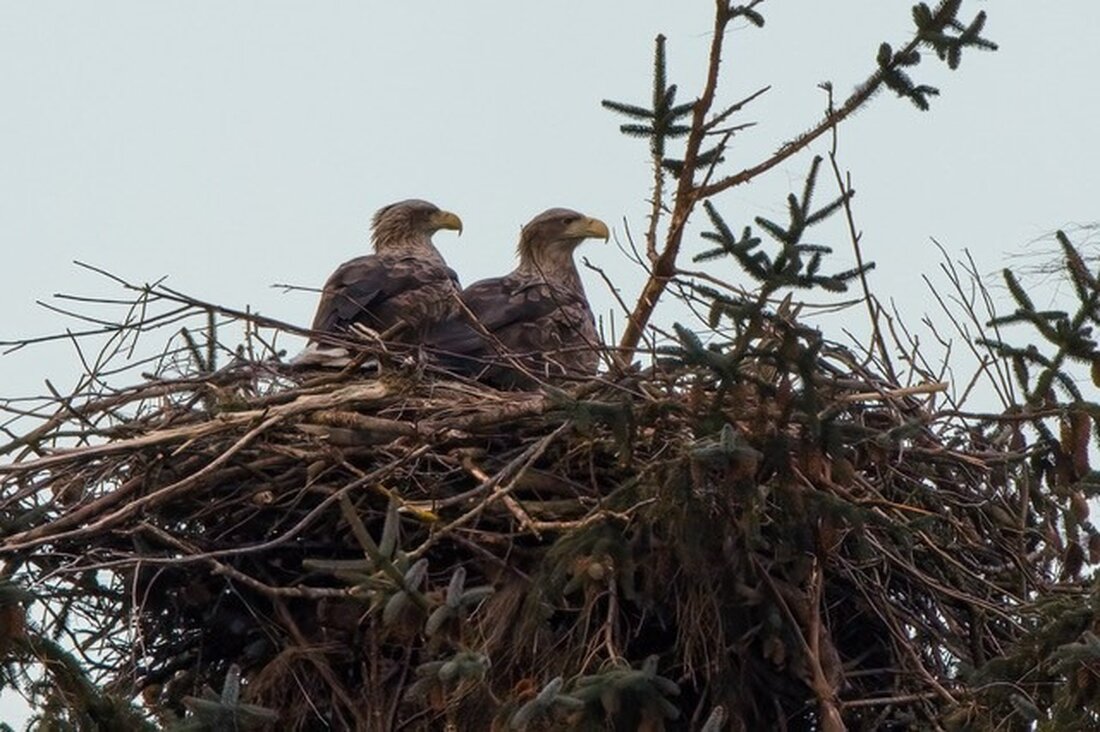 Polizei Flensburg sucht Zeugen nach vorsätzlicher Zerstörung eines Seeadler-Nistplatzes in Archsum, Sylt, zwischen dem 22. und 23. März 2025.