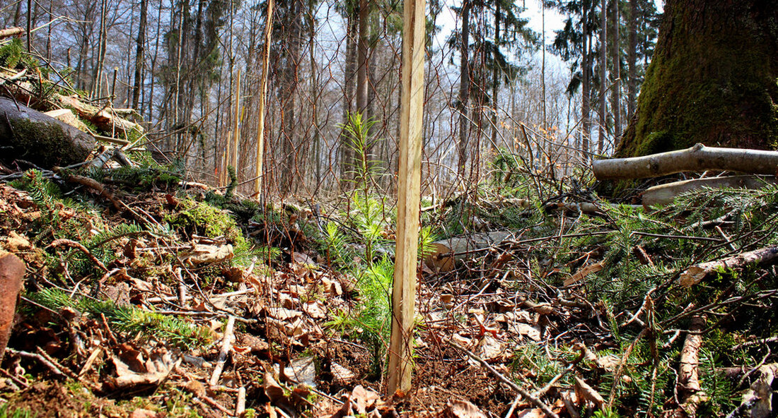Minister Peter Hauk hat den landesweit ersten Corona-Hain bei Brackenheim-Stockheim eingeweiht. Die Gedenkstätte „Corona-Hain“ soll an die Geschädigten und Toten der Corona-Pandemie erinnern und einen Platz im Wald für Anteilnahme, Erinnerung und neuen Lebensmut bieten. „Der Wald ist ein besonderer Ort. Hier kommen wir zur Ruhe, können uns entspannen aber vor allem auch besinnen und innehalten. Insbesondere in der Corona-Pandemie haben wir diese Waldfunktion wieder neu kennen und schätzen gelernt. Corona ist für uns alle mit Entbehrung und mit Verlust von Vertrautem oder sogar Angehörigen verbunden. Dann suchen wir nach einem Ort der Erinnerung, des Innehaltens oder des Gedenkens. Mit …