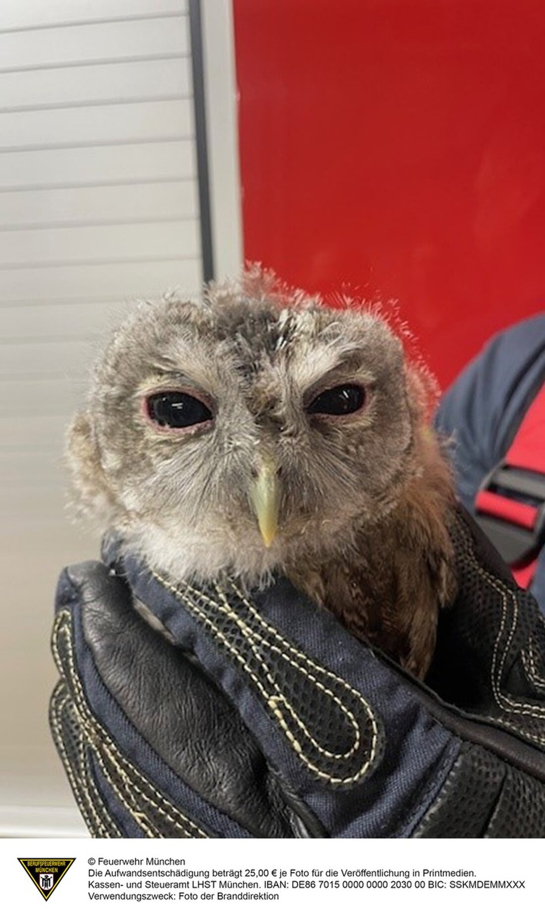 Ein Passant schützte einen Waldkautz in Sendling vor Krähenangriffen und alarmierte die Feuerwehr München zur Rettung.