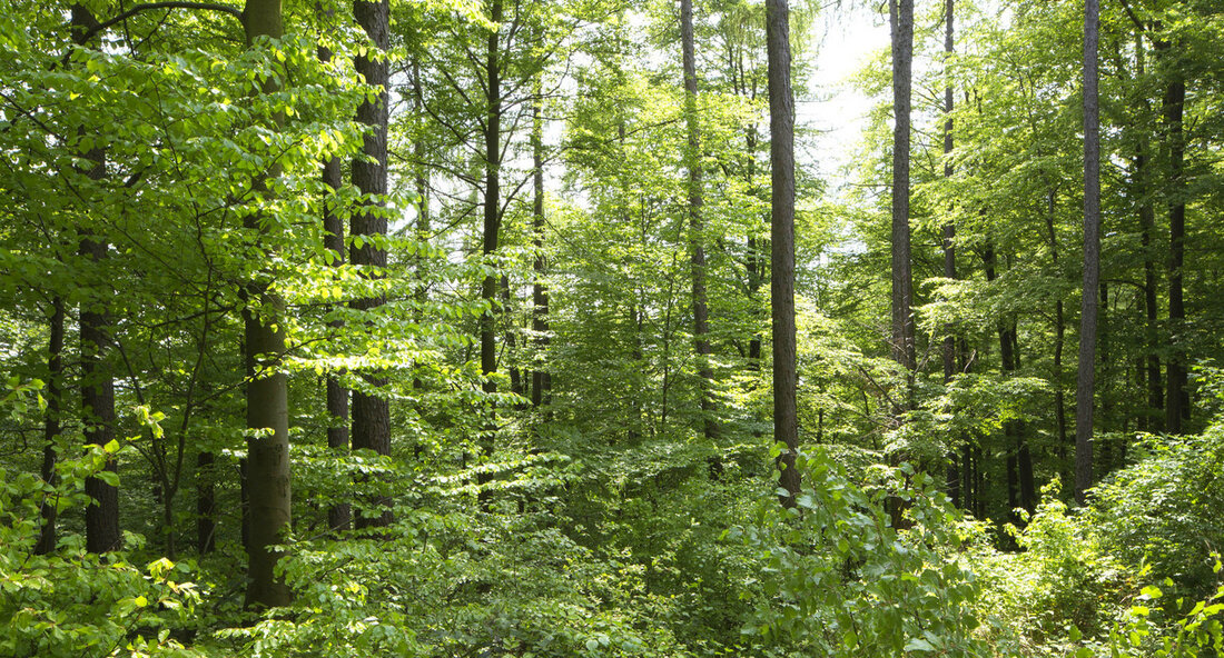 Besorgnis über den Zustand der Wälder in Baden-Württemberg Baden-Württemberg, 26. Oktober 2023 – Der aktuelle Waldzustandsbericht für das Jahr 2023 zeigt, dass der Gesundheitszustand der Wälder in Baden-Württemberg weiterhin besorgniserregend ist. Insbesondere Fichten und Buchen leiden unter einem unverändert hohen Schadniveau, während Eichen, Tannen und Douglasien sich etwas erholen. Angesichts dieser alarmierenden Lage hat das Land mit dem Notfallplan Wald und der Waldstrategie 2050 ambitionierte Maßnahmen ergriffen, um die Wälder nachhaltig und zukunftsfest zu gestalten. Der Klimawandel hat in den letzten fünf Jahren deutliche Auswirkungen auf die Wälder gezeigt. Die natürliche Anpassungsfähigkeit der Waldbäume wird durch den rasanten Klimawandel überfordert, …