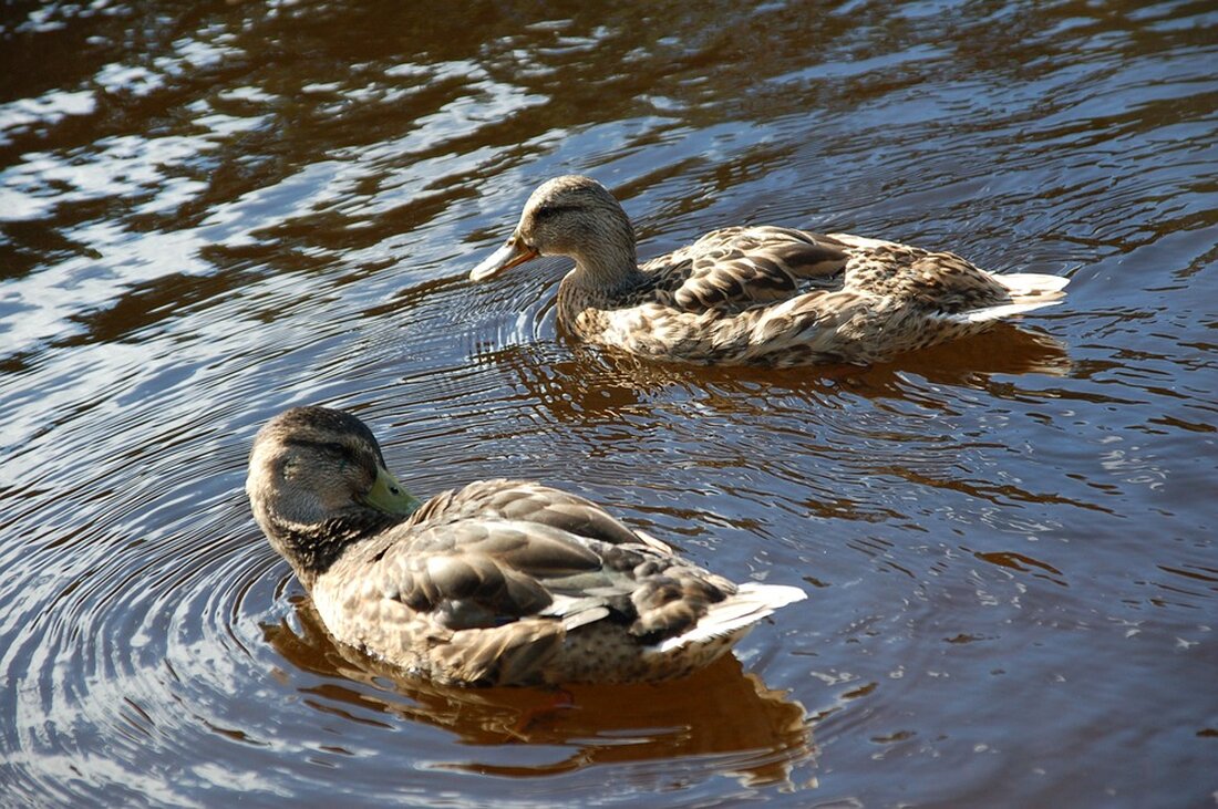 "Entdecken Sie die temporär geöffnete Slipanlage an der Heiligenseer Fährstraße in Reinickendorf! Vom 25. Oktober bis 3. November 2024 können Wassersportler ihre Boote sicher aus dem Wasser holen. Erfahren Sie mehr über die Angebote des Bezirksamts für den Saisonabschluss."