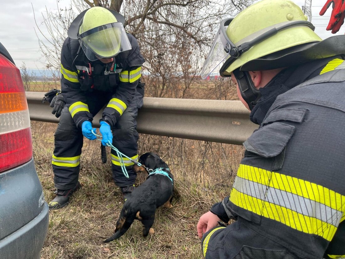 Die Feuerwehr Mainz rückte zu einem Verkehrsunfall auf der A60 aus, verursacht durch einen Welpen. Sicherheitsmaßnahmen für Tiere im Auto wichtig!
