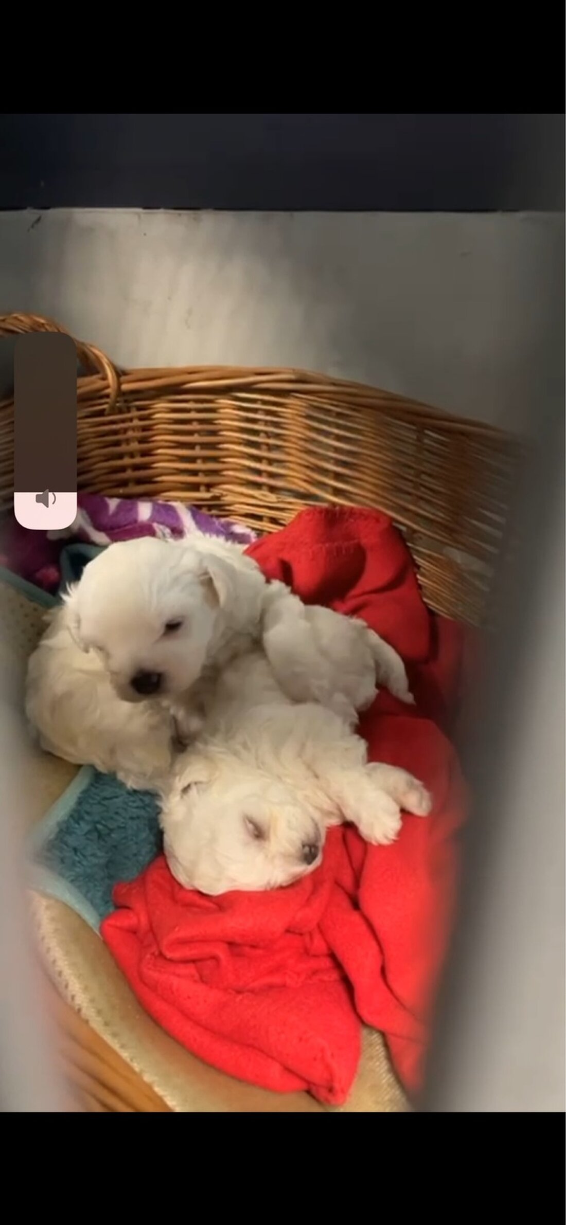 Polizei rettet sechs Hundewelpen auf Flohmarkt in Frankfurt-Sachsenhausen. Verdacht auf Tierschutzverletzungen.