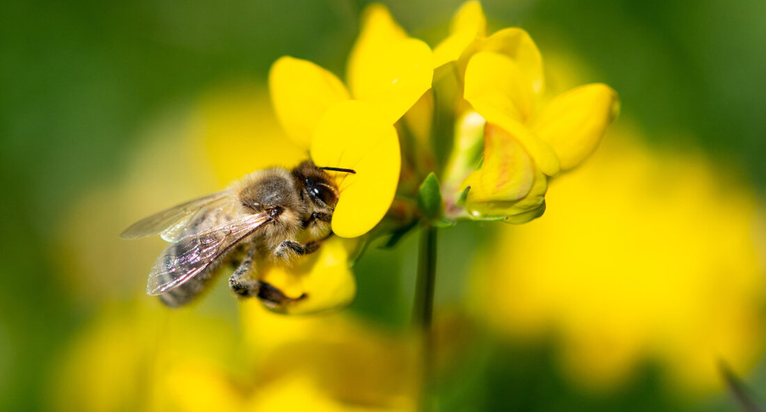 Der 20. Mai ist der Weltbienentag. Die Bestäubungsleistung von Bienen ist für die Herstellung hochwertiger Lebensmittel in Baden-Württemberg von entscheidender Bedeutung. „Bienen sind unverzichtbar mit der Sicherung von Nahrungsmitteln für unsere Gesellschaft verbunden. Ihre Bestäubungskapazität ist für die Herstellung von Lebensmitteln von wesentlicher Bedeutung. In Deutschland bestäuben Bienen rund 1,6 Milliarden Euro. Ein beträchtlicher Wert und eine enorme Ökosystemleistung, die Bienen hier erbringen „, sagte der Minister für Ernährung, ländliche Gebiete und Verbraucherschutz. Peter Haukmit Blick auf den Weltbienentag am 20. Mai. Die Situation der Honigbienenpopulation verbesserte sich In Baden-Württemberg wurde in den letzten Jahren viel getan, um die Lebensräume …
