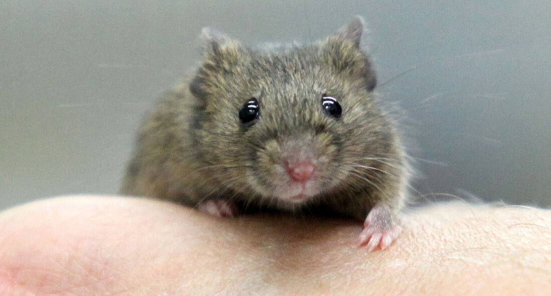 Die für Tierschutz zuständige Staatskommissarin Julia Stubenbord fordert eine Verschärfung der Regeln für Tierversuche in der wissenschaftlichen Lehre. Die Entwicklung neuer Lehrmethoden ist notwendig, um Tierversuche zu vermeiden. Die grün-schwarze Koalition arbeitet derzeit an einer Änderung des Universitätsgesetzes Baden-Württemberg. Zu den Änderungen gehört die Hinzufügung eines neuen Absatzes 30a, der den Verzicht auf die Verwendung getöteter Tiere im Unterricht standardisiert, sofern „wissenschaftlich gleichwertige Lehrmethoden und -materialien verfügbar sind oder die mit dem Kurs angestrebte berufliche Qualifikation dies zulässt“. Die Universitäten sollten auch Lehrmethoden entwickeln, um Tierversuche zu vermeiden. Solche Vorschriften zur Reduzierung von Tierversuchen im Unterricht sind keine Seltenheit. In …
