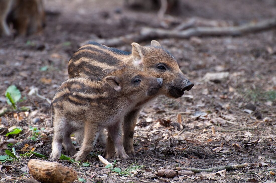 Wildsau und Löwin – zwei Tiere, die unterschiedlicher nicht sein könnten. Und dennoch gab es einen kurzen Moment, in dem eine Wildsau zur Löwin wurde. Doch wie passt das zur Hauptstadt Berlin? Berlin, bekannt für seine erhabenen Seiten, steht auch oft für großen Murks. Die wilde Sau verwandelt sich zur Löwin – ein kurioses Ereignis, das kürzlich in Berlin stattfand. Doch was steckt dahinter? Bei genauerer Betrachtung handelt es sich um eine Kunstaktion, bei der eine Statue einer Wildsau in eine Löwin verwandelt wurde. Die Skulptur, die an einer belebten Straßenecke in Berlin stand, ist nun ein neues Symbol für …