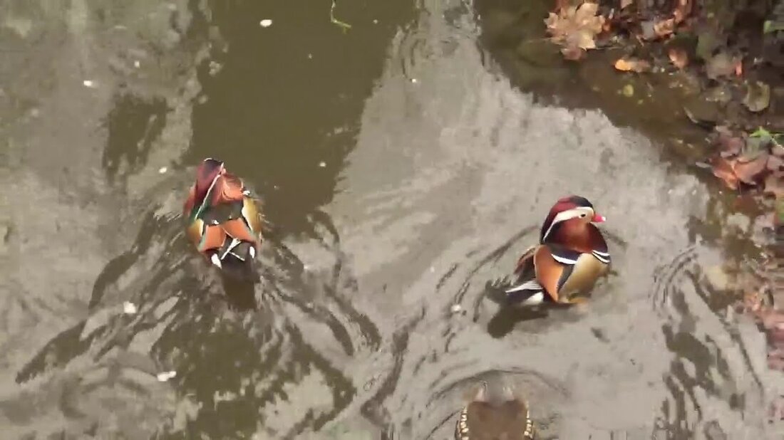 Mandarinenenten sind Neozoen. Diese Leute bleiben in der Nähe des Leipziger Zoos, wahrscheinlich um etwas zu essen zu bekommen! Aber sie sind im Zoo weder invasiv noch unerwünscht … Am Ende des Videos zwei nordamerikanische Waldenten im Jaderpark (Niedersachsen) …. Youtube-Link