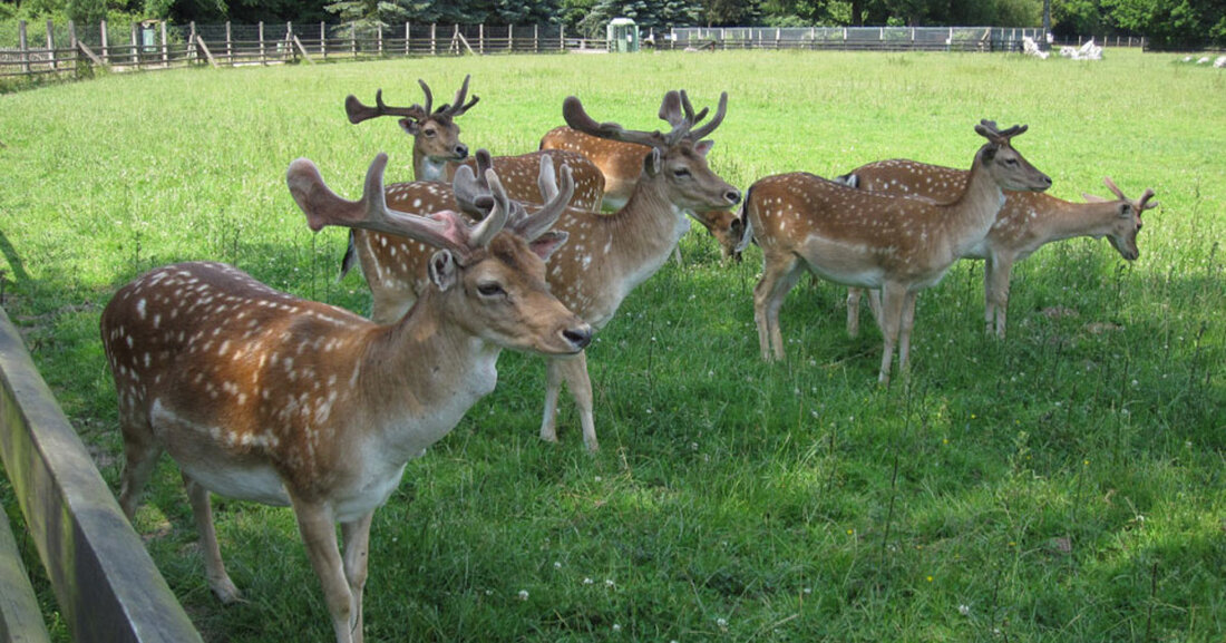 Der Wildpark Leipzig-Connewitz hat nach Wasserleitungsreparaturen am 31. Januar 2025 wieder geöffnet, der Erlebnispfad ist zugänglich.