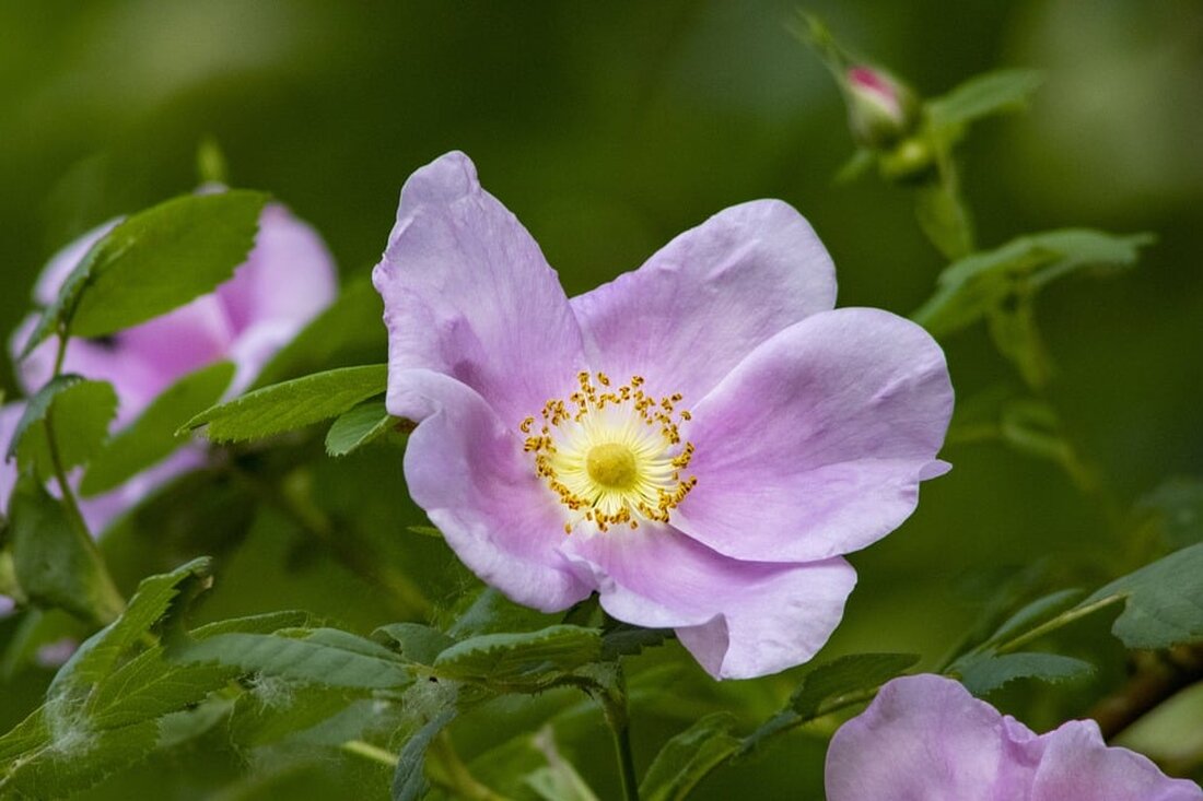 Immer mehr wild abgelagerter Müll beeinträchtigt die Schönheit des Hohenlohekreises. Abfallwirtschaft warnt vor steigenden Mengen.