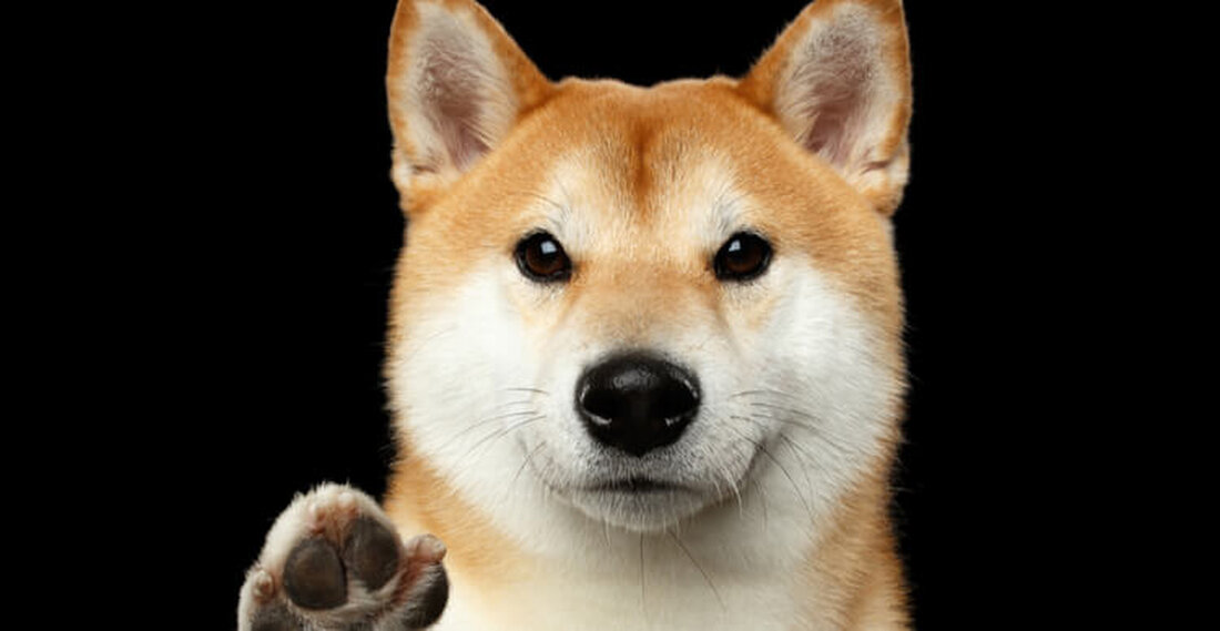 In den letzten 24 Stunden hat ShibaCash seinen Preis um fast 200% erhöht. ShibaCash basiert auf der Binance Smart Chain und ist das Neueste in der „Meme Dog Coin“-Begeisterung, die vor einigen Jahren mit Dogecoin begann und kürzlich von Leuten wie Shiba Inu Coin wiederbelebt wurde. ShibaCash behauptet, dass es Benutzern die Möglichkeit bietet, „Hol dir etwas $SHIBACASH und werde Teil unserer wachsenden Community.“ wenn sie Shiba Inu „verpasst“ haben. Mit einem Preis für den Devisenhandel von 0,00000003 USD pro Münze gibt es kaum Nachteile für die Münze, was eine kleine Investition in das Projekt zu einem lohnenden Risiko machen …