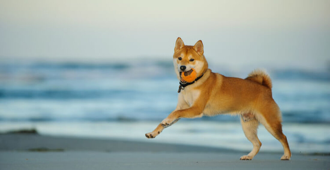 Der sogenannte Dogecoin-Killer könnte mit der bevorstehenden Einführung seines ShibaSwap DEX noch mehr Interesse erfahren. Münzbasis angekündigt in seinem Blog gestern, dass Shiba Inu (SHIB) zu den neuesten Token gehört, die Coinbase Pro-Kunden zur Verfügung gestellt werden. Die Nachricht kommt nur vierzehn Tage nach dem Austausch angekündigt lang erwartete Unterstützung für Dogecoin, und ab morgen können Coinbase Pro-Benutzer den DOGE-Rivalen SHIB handeln, der sich selbst als „Dogecoin-Killer“ bezeichnet. Shiba Inu beschreibt sich selbst als „ein Experiment in dezentraler spontaner Gemeinschaftsbildung“ in seinem „Woof paper“ (Whitepaper). Mit einem anfänglichen Angebot von 1 Billiarde SHIB ist der Token so konzipiert, dass er …