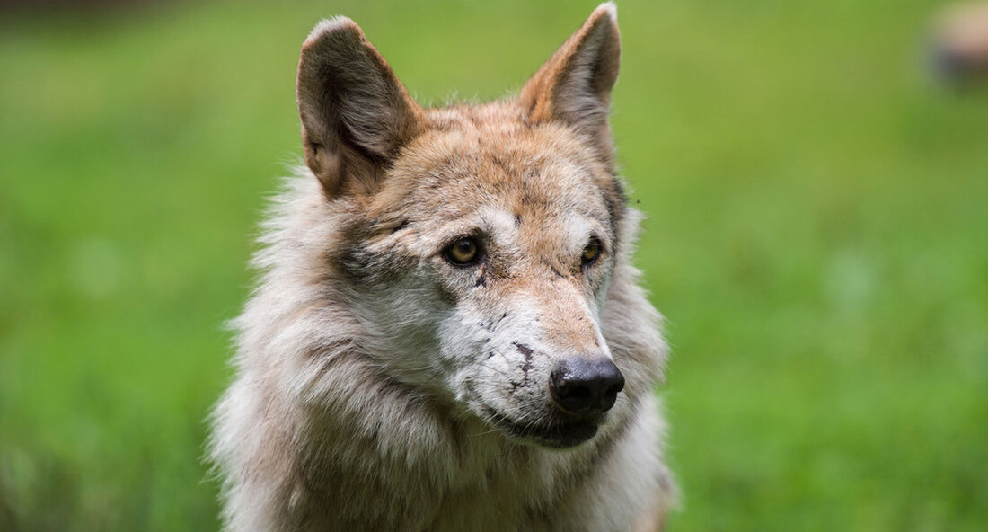 In der Gemeinde Merzhausen im Landkreis Breisgau-Hochschwarzwald hat ein Wolf ein Schaf getötet. Das Am 24. November wurden in der Gemeinde Merzhausen im Landkreis Breisgau-Hochschwarzwald Schafe getötet wurde von einem Wolf getötet. Die genetische Analyse der Rissabstriche ergab, dass es sich um einen Wolf mit dem Haplotyp HW01 handelt. Dieser Haplotyp ist typisch für die mitteleuropäische Tieflandbevölkerung. Dies beweist auch, dass der Angreifer nicht einer der beiden im Schwarzwald lebenden Wölfe mit den Namen GW852m und GW1129m ist. Es kann nicht gesagt werden, ob sich der Wolf noch im Schwarzwald befindet oder weitergezogen ist. Die Verbände und die örtlichen Wildtierbeauftragten …
