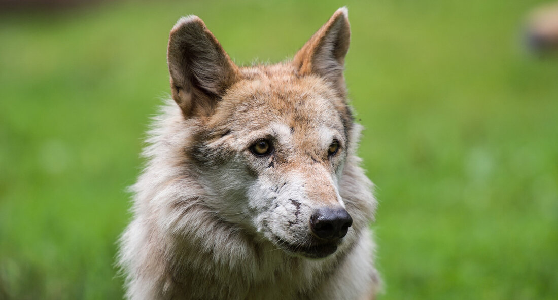 Ein Wolf wurde in der Gemeinde Lenzkirch im Landkreis Breisgau-Hochschwarzwald überfahren, wie die Forstliche Versuchs- und Forschungsanstalt Baden-Württemberg (FVA) in Freiburg mitteilte. Bei dem tragischen Vorfall handelt es sich um die trächtige Fähe GW2407f, die ansässig in der Region war. Die Behörden haben keine Hinweise auf Fremdeinwirkungen gefunden und werden den Tierkörper für weitere Untersuchungen an das Institut für Zoo- und Wildtierforschung in Berlin überführen. Die FVA ist für das Wolfsmonitoring zuständig und ruft alle Bürger dazu auf, eventuelle Beobachtungen mit Verdacht auf Wölfe umgehend zu melden. Der Vorfall wirft erneut ein Licht auf das Zusammenleben von Wildtieren wie Wölfen …