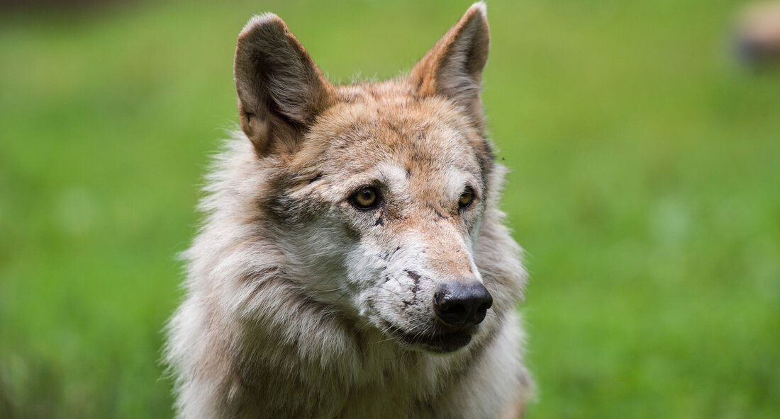 Wolfssichtung in Ingelfingen im Hohenlohekreis Am 11. März 2024 wurde in der Gemeinde Ingelfingen im Hohenlohekreis ein Tier gesichtet, bei dem der Verdacht auf einen Wolf besteht. Die Forstliche Versuchs- und Forschungsanstalt (FVA) in Freiburg hat das Bildmaterial ausgewertet und bestätigt, dass es sich um einen gesicherten Wolfs-Nachweis handelt. Ähnliche Sichtungen wurden auch im benachbarten Neckar-Odenwaldkreis gemacht. Es wird vermutet, dass es sich um denselben durchziehenden Wolf handelt, dessen Herkunft jedoch unbekannt ist. Die Gemeinden Ravenstein und Seckach befinden sich im Fördergebiet Wolfsprävention Odenwald, während Ingelfingen außerhalb dieses Gebiets liegt. Die Nutztierverbände und Wildtierbeauftragten der Region sind über die Sichtungen …