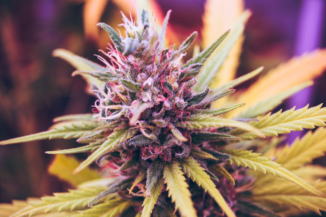 Entdecken Sie die idealen Marihuana-Sorten für Anfänger. Erfahren Sie, was es braucht, um die richtigen Samen auszuwählen und Ihr Anbauabenteuer zu beginnen.