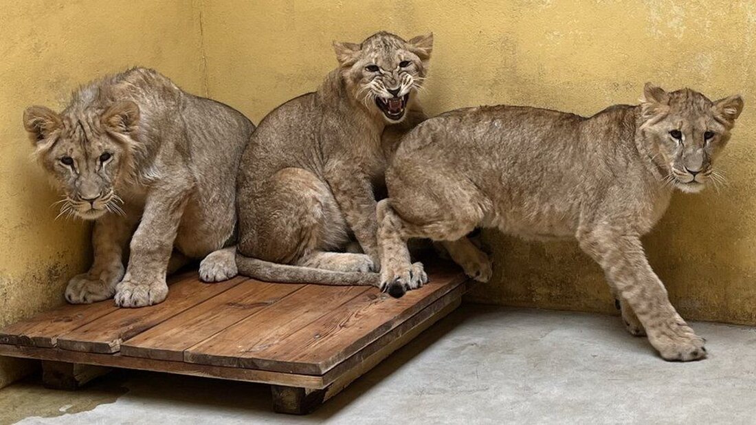 Eine aus einem Zoo in der vom Krieg zerrütteten Ukraine gerettete Löwin könnte mit ihren Jungen in Großbritannien untergebracht werden. Die Löwin namens Aysa war schwanger, als sie zu Beginn der russischen Invasion in einem privaten Zoo in der Region Donezk ausgesetzt wurde. Sie wurde in eine andere Einrichtung in der Ukraine verlegt, wo sie die Jungen Teddi, Emi und Santa zur Welt brachte. Der Yorkshire Wildlife Park sagte, man arbeite daran, die Erlaubnis zu erhalten, die Löwen noch vor Weihnachten nach Großbritannien umsiedeln zu dürfen. Alle vier befinden sich derzeit im Zoo Posen in Polen, wo sie vorübergehend untergebracht …