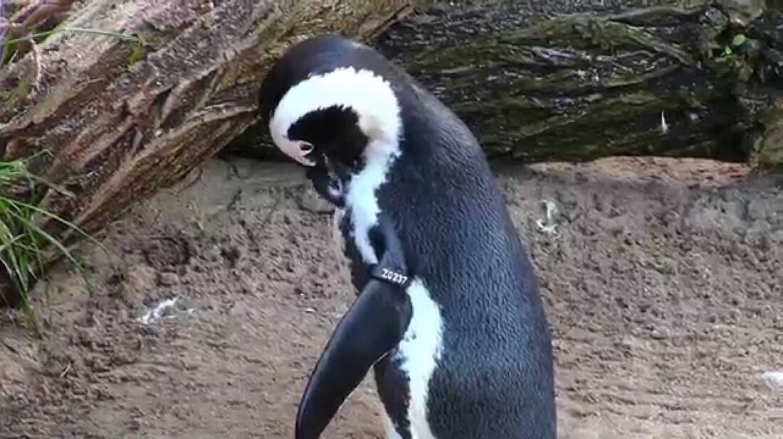 http://www.zoo-leipzig.de/nc/startseite/ Der Leipziger Zoo ist ein 26 Hektar großer, parkähnlicher zoologischer Garten am Rosental nordwestlich der Innenstadt von Leipzig (einschließlich 2,1 Hektar Wasserfläche). Es ist einer der artenreichsten Zoos in Europa. Seit dem Jahr 2000 wurde der Zoo unter dem Projektnamen Zoo der Zukunft umfassend umgebaut und erweitert. Eine Renovierung soll in einzelnen Themenbereichen bis 2020 erfolgen. Http://de.wikipedia.org/wiki/Zoo_Leipzig. Youtube-Link