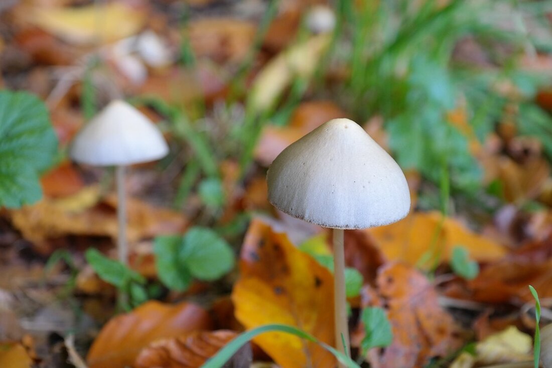 Zauberpilze gegen Magersucht: Das reicht noch nicht! Eine aktuelle Studie zeigt, dass Psilocybin, der Wirkstoff in Zauberpilzen, eine vielversprechende Therapieoption gegen Magersucht sein könnte. Laut dem Robert Koch-Institut leiden etwa ein Fünftel der deutschen Jugendlichen zwischen 11 und 17 Jahren an gestörtem Essverhalten, wobei vor allem junge Mädchen und Frauen von Magersucht betroffen sind. Allerdings ist die psychische Krankheit nur schwer zu behandeln, weshalb die Suche nach neuen Behandlungsmethoden von großer Bedeutung ist. Die erste Studie zu der Therapie mit Psilocybin wurde in den USA durchgeführt und zeigt bereits vielversprechende Ergebnisse. Experten sehen ein großes Potenzial für den Einsatz von …