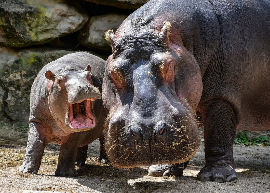 Der Zoo Berlin muss wegen beleidigender Kommentare zum Baby-Hippo Toni eingreifen und mahnt zu respektvollem Umgang.