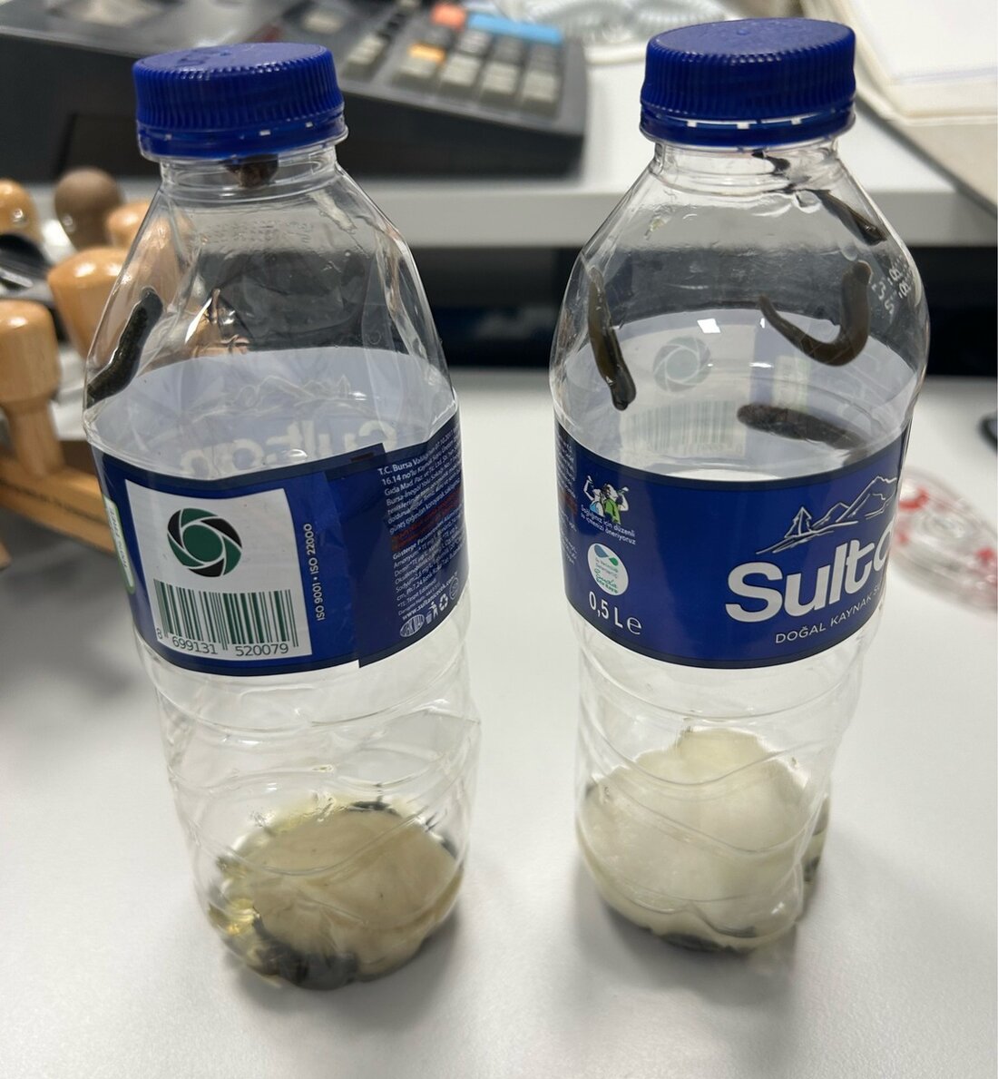 Zoll beschlagnahmt 21 lebende ungarische Blutegel am Hamburger Flughafen. Reisende konnte keine Einfuhrdokumente vorlegen.