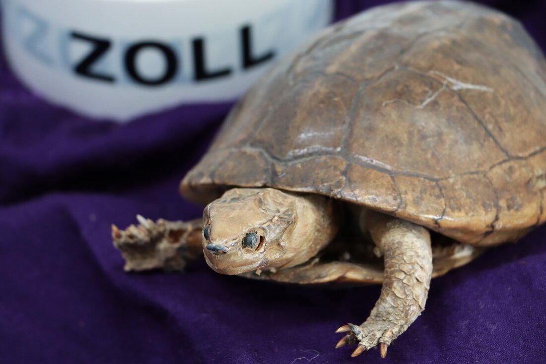 Der Zoll erhält überraschend zehn Exponate bedrohter Tierarten aus einem Nachlass in Großkrotzenburg, um über Artenvielfalt aufzuklären.