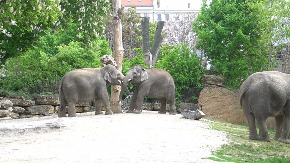 Hu Hu War wieder im Zoo Na seht selbst viel Spass. Youtube-Link