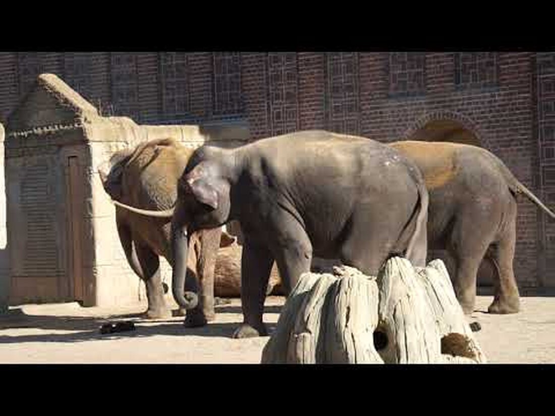 Hi Der letzte Tag meiner kleinen Zootour führt mich diesmal nach Leipzig und vor allem hier dürfen die Elefanten nicht fehlen Viel Spaß beim Anschauen. Youtube-Link