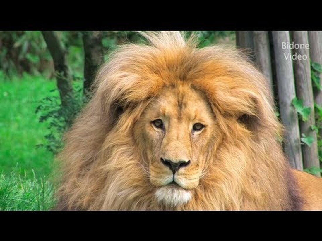 Im Frühsommer habe ich noch einmal den schönen Leipziger Zoo besucht und ausgiebig gefilmt. Das Ergebnis war ein 30-minütiger Film, den ich für YouTube in drei Teile geschnitten habe. Dieses Mal habe ich ganz auf Hintergrundmusik verzichtet, weil es normalerweise Probleme gibt und es meiner Meinung nach natürlicher ist. In Teil 1 sehen Sie die folgenden Tiere – Sie können folgende Tiere in Teil 1 sehen Strauß – Straußenlöwen – Löwen-Erdmännchen – Erdmännchen-Zebras-Giraffen – Kronenkraniche – Kranichkraniche Im Juni 2013 besuche ich den Leipziger Zoo. Dies ist Teil 1 aus meinem Sommervideo. Ich habe in diesem Video keine Musik verwendet. …