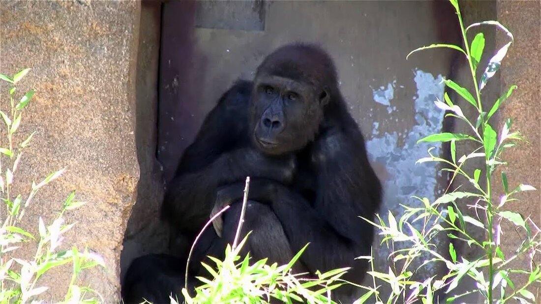 Leipziger Zoo &#8211; Gorilla Teil 1 von 2 &#8211; Leipzig 2012. Youtube-Link