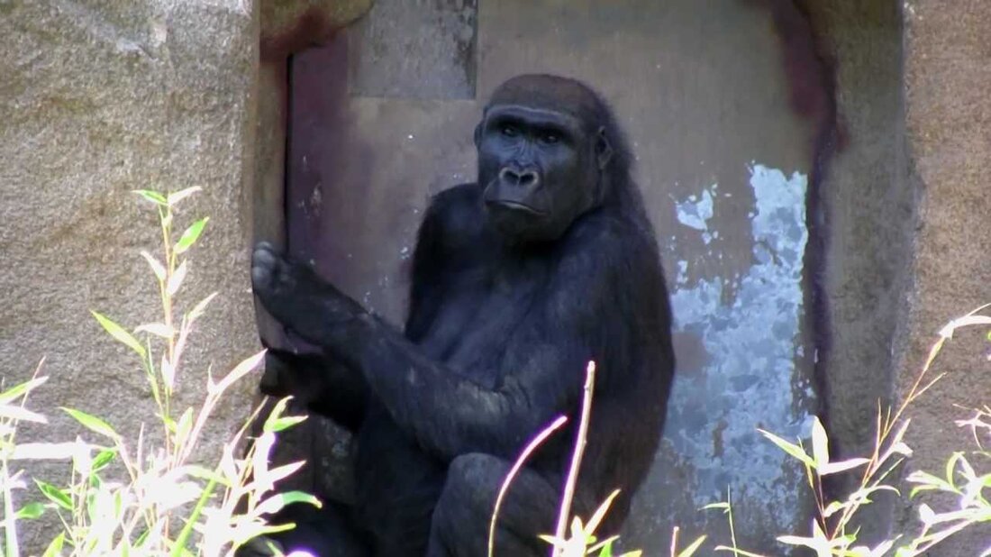 Zoo Leipzig &#8211; Gorilla Teil 2 von 2 &#8211; Leipzig 2012. Youtube-Link